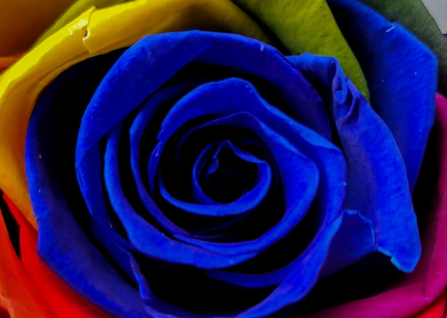 BOUQUET DE ROSES ÉTERNELLES