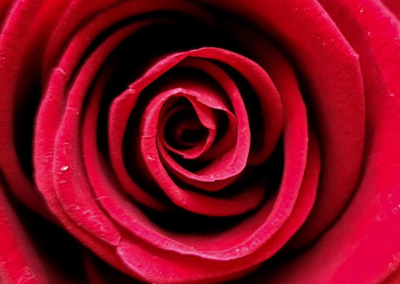 BOUQUET DE ROSES ÉTERNELLES