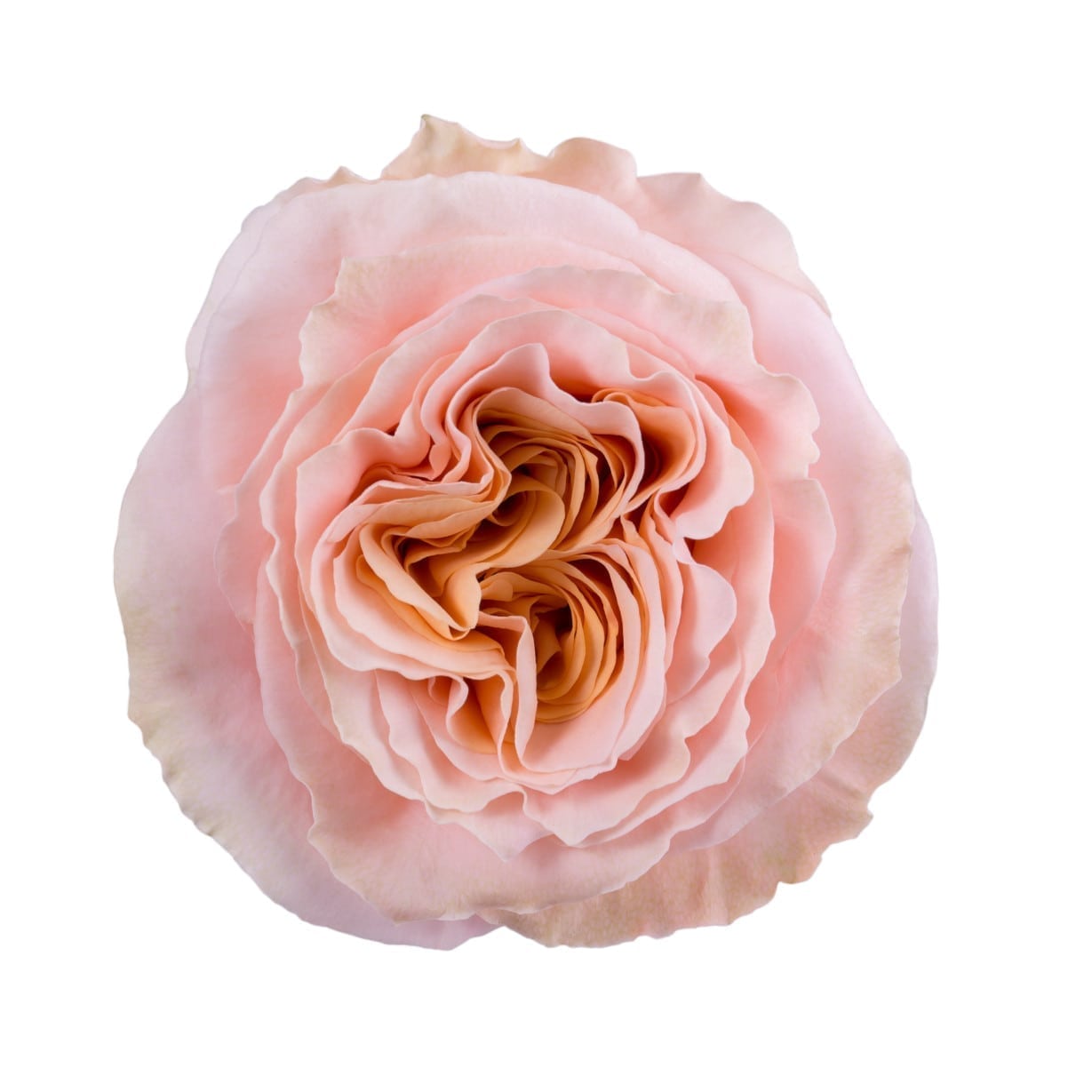 BOUQUET DE 12 ROSES