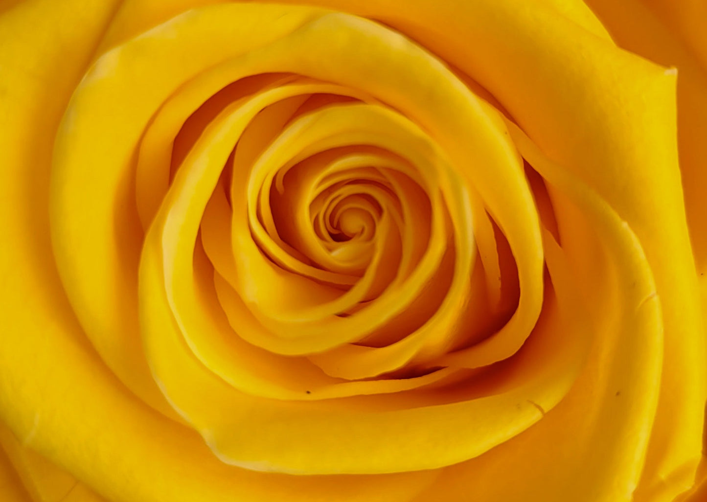 BOUQUET DE ROSES ÉTERNELLES