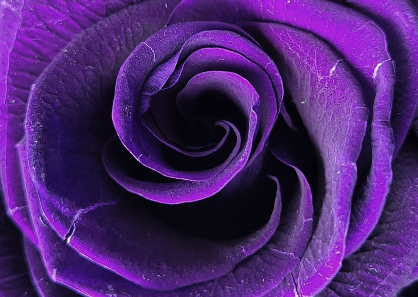 BOUQUET DE ROSES ÉTERNELLES