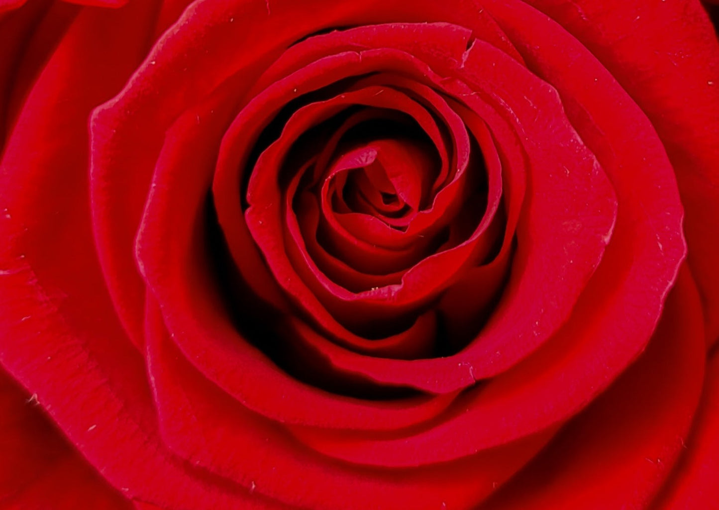 BOUQUET DE ROSES ÉTERNELLES