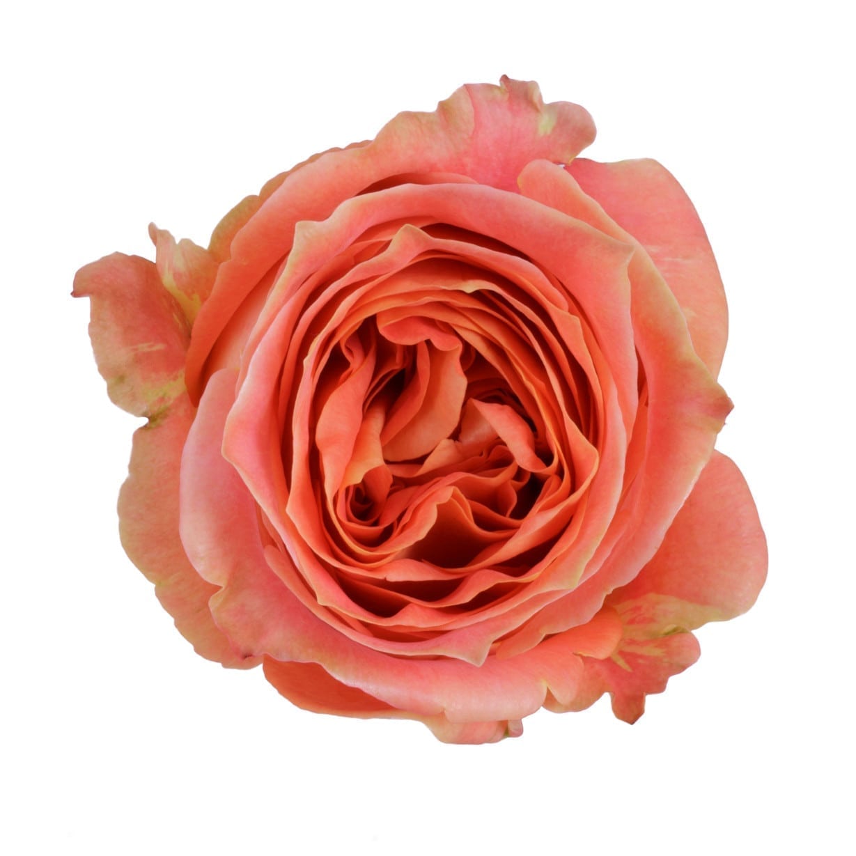 BOUQUET DE 12 ROSES