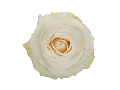 BOUQUET DE 24 ROSES & VASES