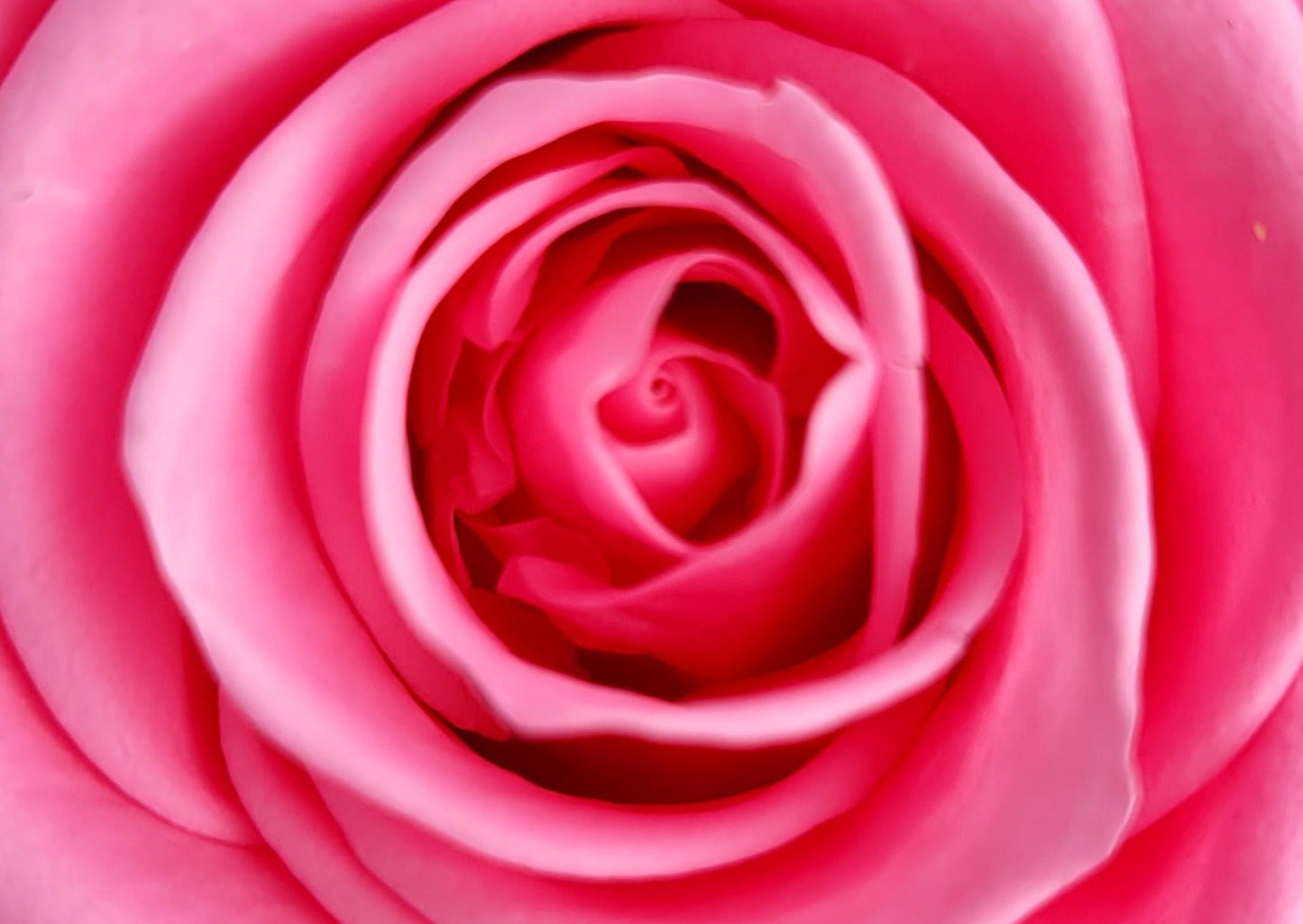 BULLE DE VERRE AVEC ROSES ÉTERNELLES