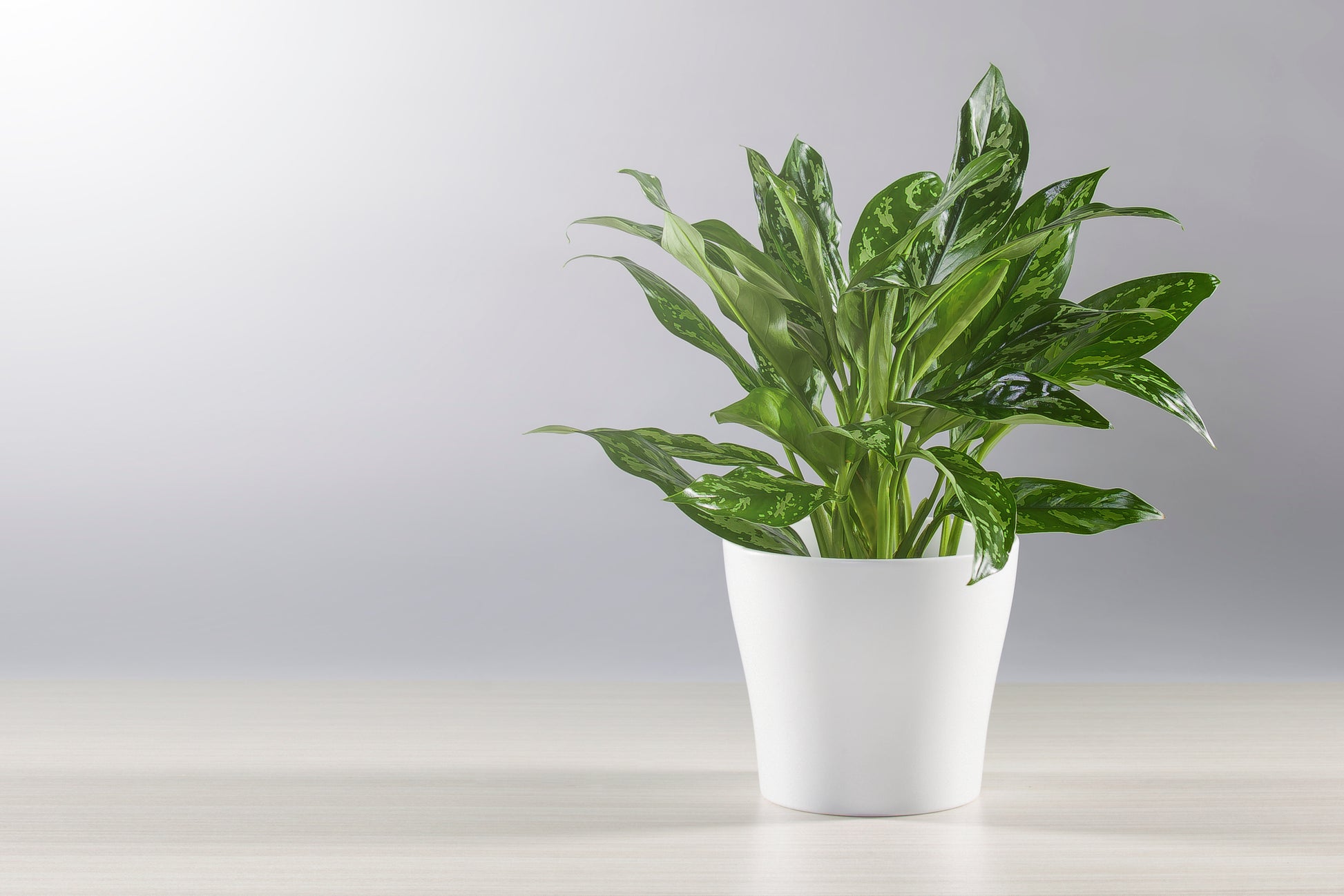 aglaonema maria entretien AGLAONEMA MARIA – CARTE BLANCHE