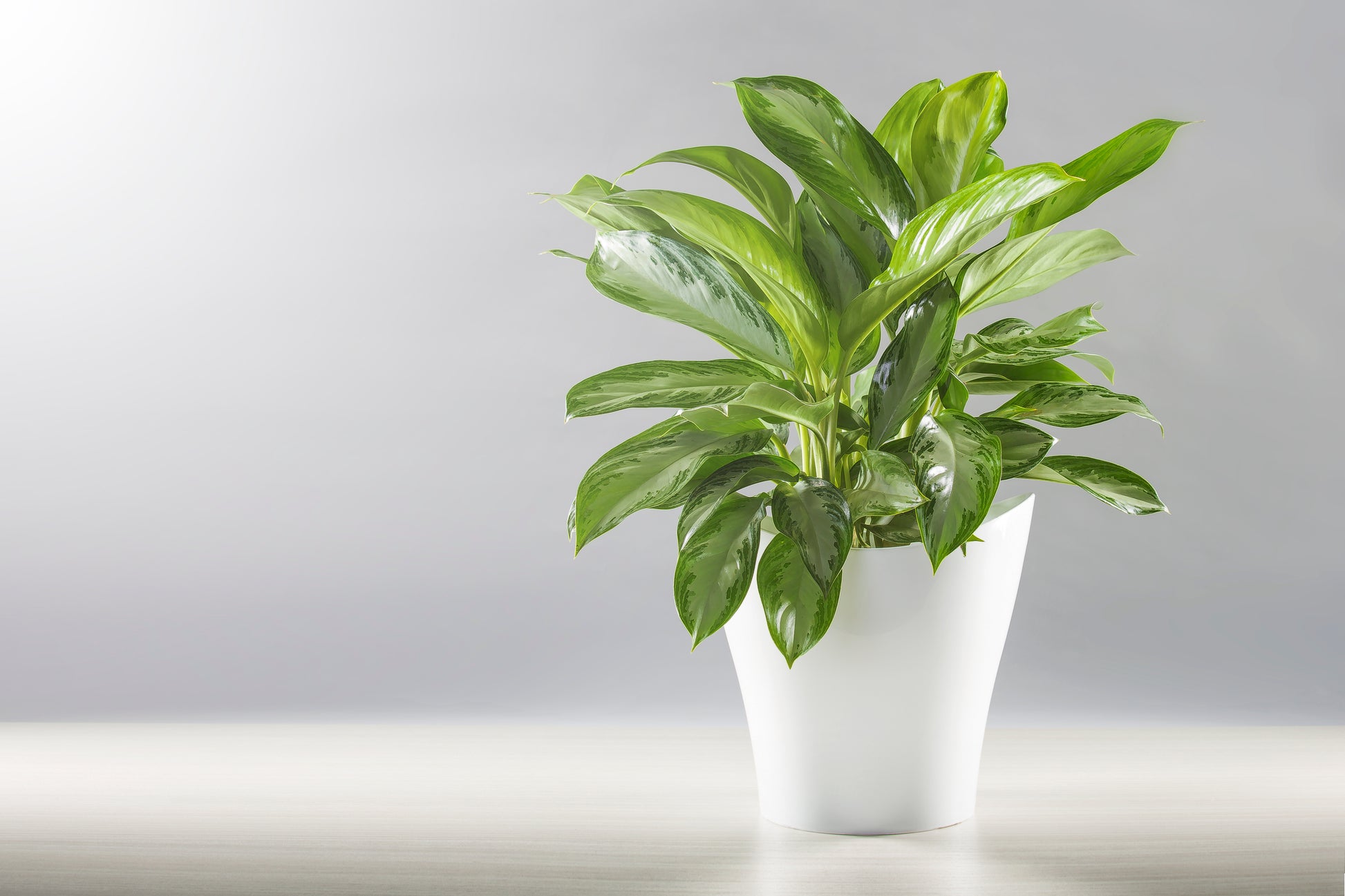 aglaonema blanc AGLAONEMA SILVER QUEEN – CARTE BLANCHE
